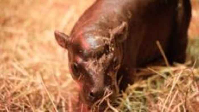 Meet Haggis - the rare pygmy hippo born at Edinburgh zoo