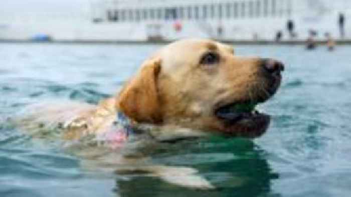 Hundreds of dogs dive in for annual pool day