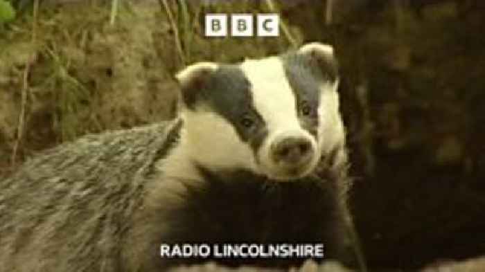 Race against time to fix road damaged by badgers