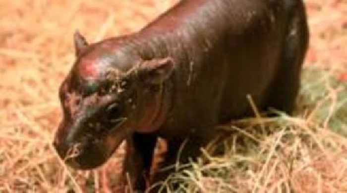 'Incredibly rare' pygmy hippo born at Edinburgh zoo