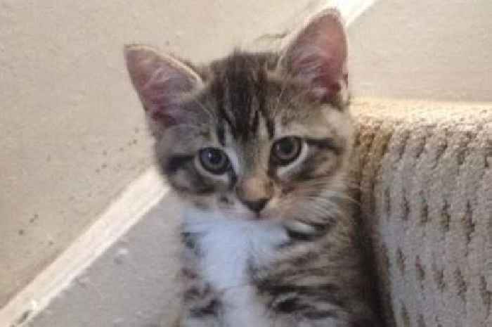 Family 'crying' tears of joy as pet cat returns after EIGHT YEARS