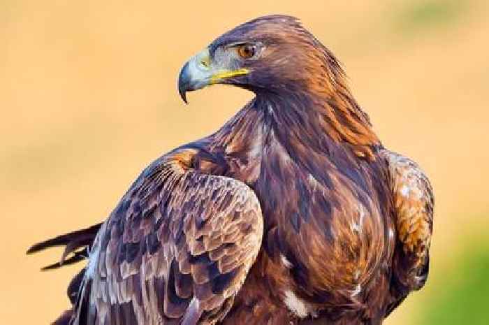 Dead golden eagle found cut up inside bag in Stirling as cops launch probe