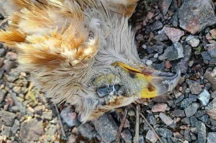 Red Kite suffered agonising death from Carbofuran poison which can kill man with quarter teaspoon