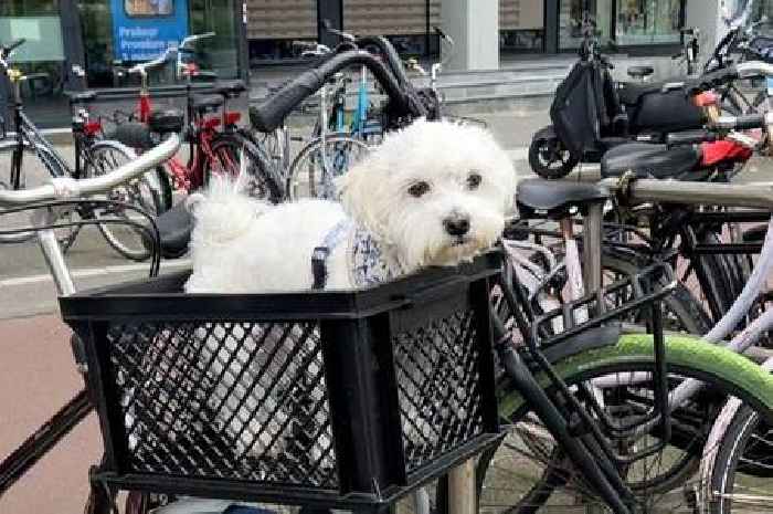 Scots woman splurged almost £1000 taking pampered dog on swanky Amsterdam holiday