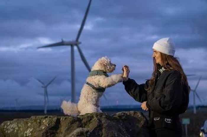 Whitelee Windfarm's Nae Fireworks Night event for worried dog owners returns