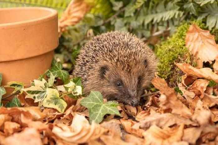 Urgent warning issued for people who spot hedgehogs in their garden this winter