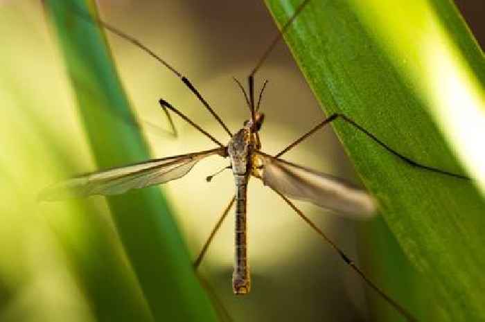 Stop daddy long legs 'taking over' your home by using five simple methods