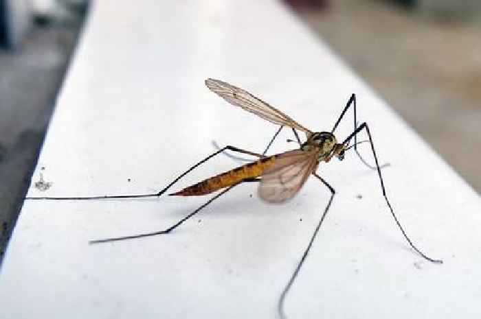 Daddy long legs scurry away when you make five key changes around home