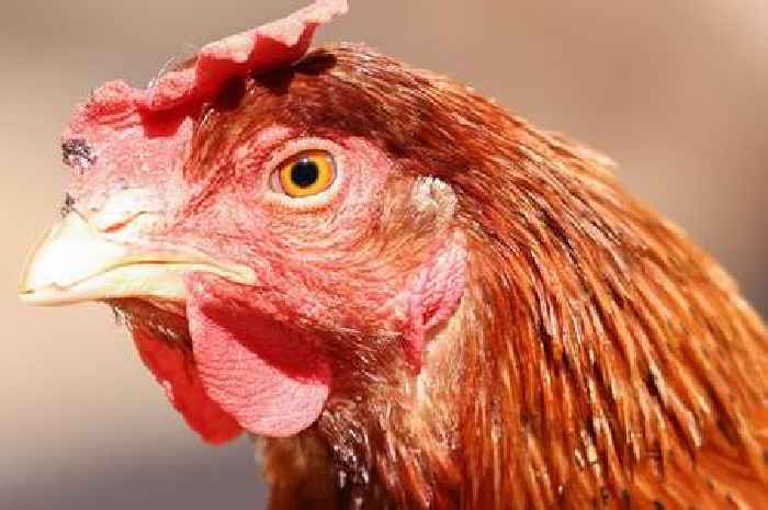 Bird flu outbreak confirmed in East Yorkshire