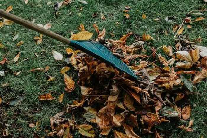 Gardeners warned not to rake up autumn leaves this month for important reason