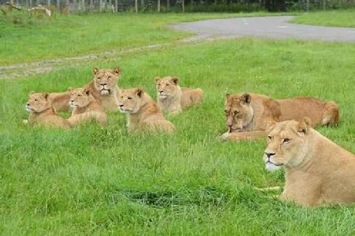 Blair Drummond Safari Park could see new lion enclosure built giving 'greater access to the lions'