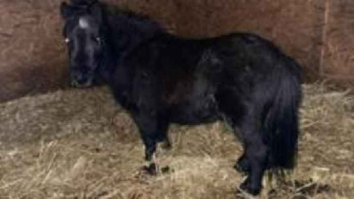 Family 'devastated' after pony shot with 'BB gun'