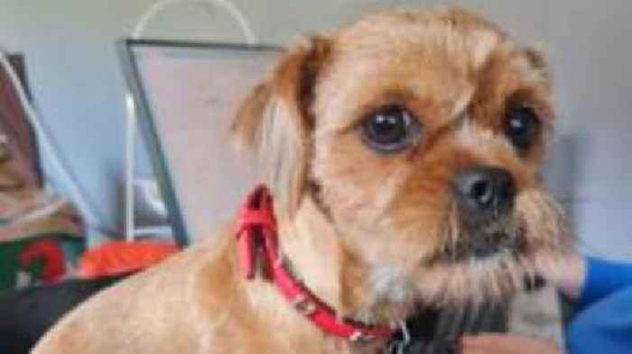 Call for fireworks restrictions after dog's death