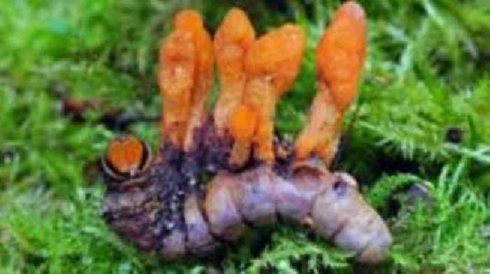 Caterpillar fungus found to slow cancer cell growth