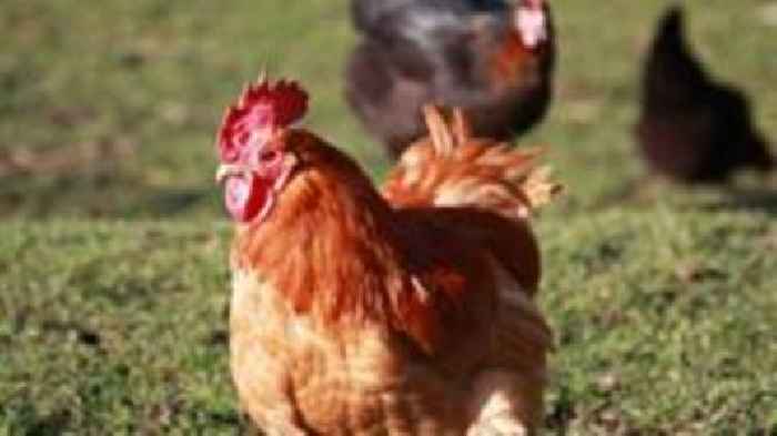 Warning to keepers amid UK bird flu outbreak