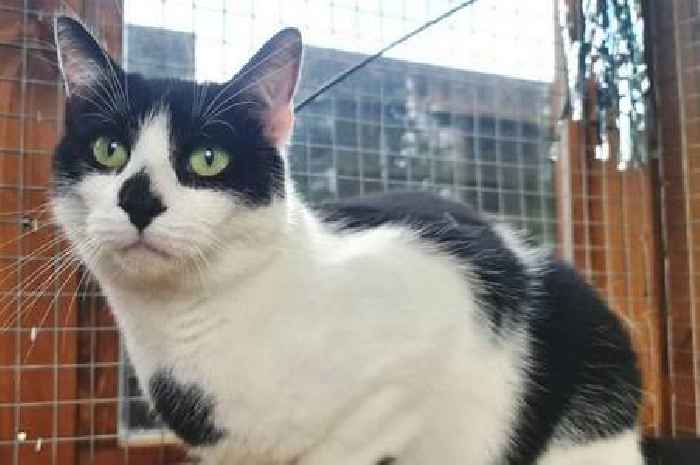 'Shy' cat bullied out of mobile home park looking for new life