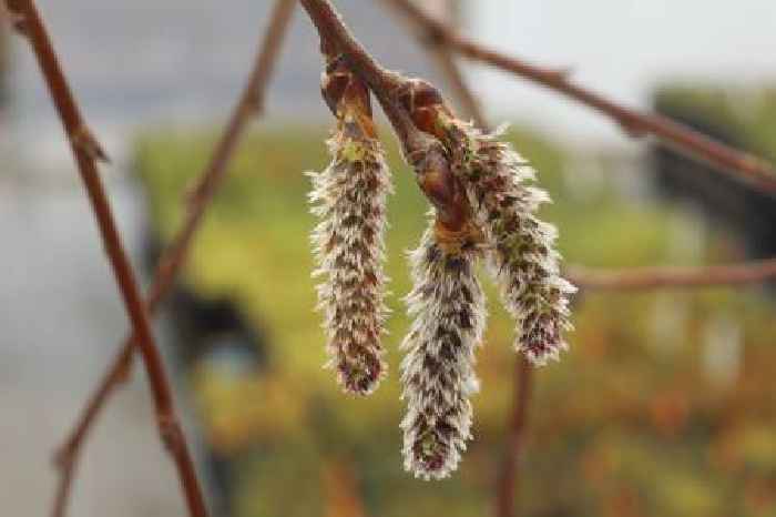  New network launched in Cairngorms to restore one of Scotland’s rarest native trees