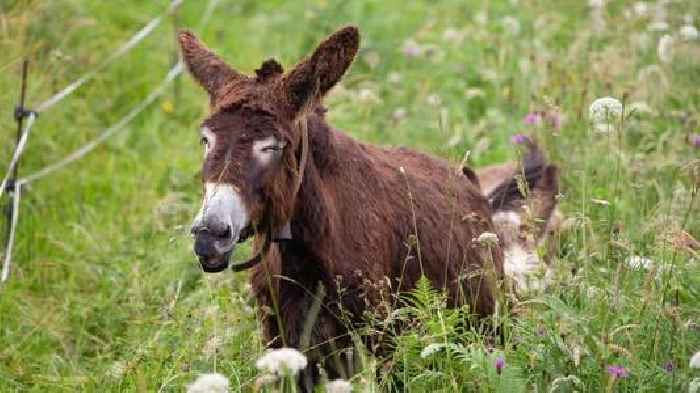 News24 | Suspected rabid donkey put down after biting several people in the Eastern Cape