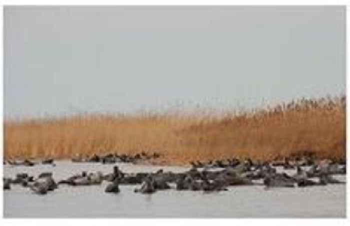 Mass death of rare seals reported in Caspian Sea