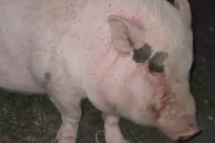 Pig goes viral after she's found 'so drunk' and surrounded by 12 empty beer cans