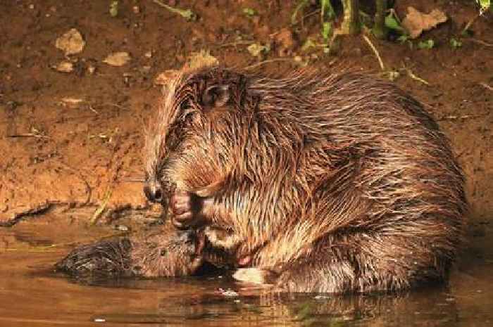 Exeter’s Otter project inspires art exhibit on climate action