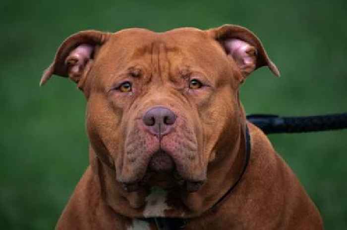 XL Bully attacked two people and pet dog after pushing way into family's home