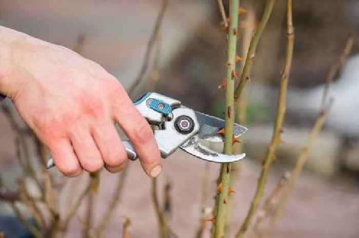 Gardening expert shares 'essential' job to do this month to keep much-loved plants alive