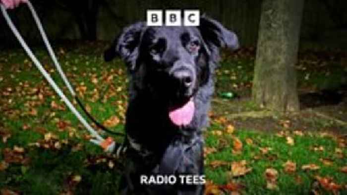 Meet the therapy dog helping Hartlepool's homeless