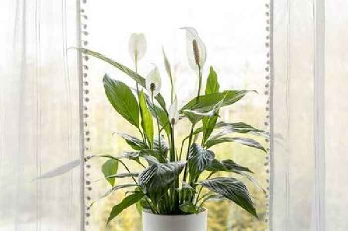 Best place to put peace lilies to ensure plant grows 'beautiful blooms'