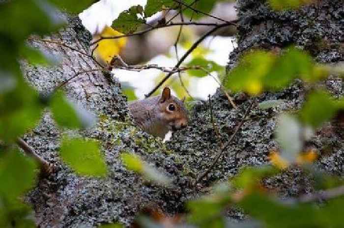 Repel squirrels from your garden by planting three flowers they 'dislike'