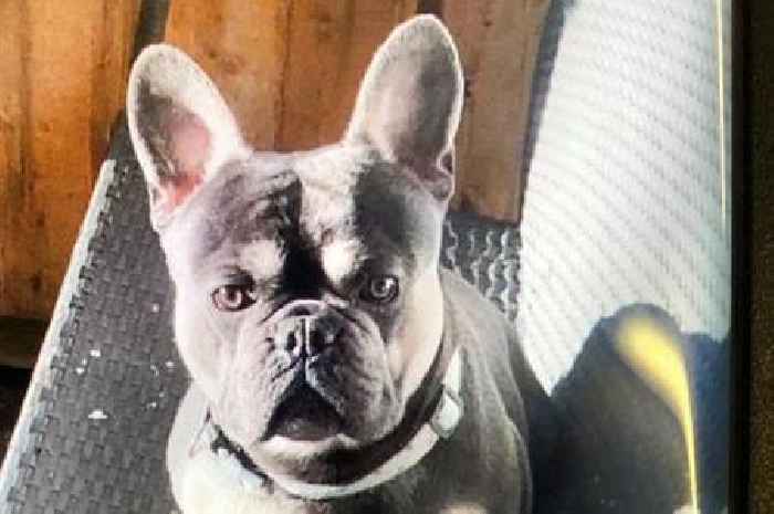 Thieves flee with French Bulldog Reggie in Stoke-on-Trent raid