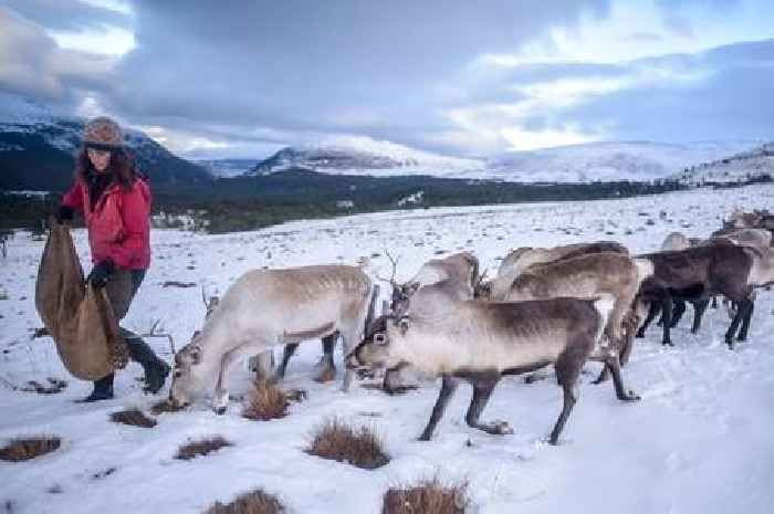 The Scottish reindeer herd crowned 'best Christmas activity' by Time Out