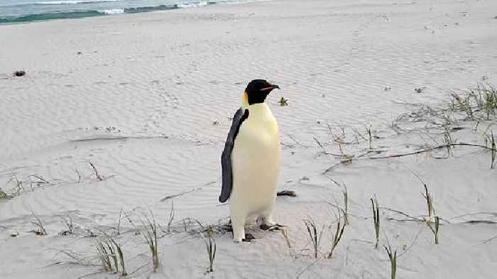 First emperor penguin found in Australia after 2,000-mile journey