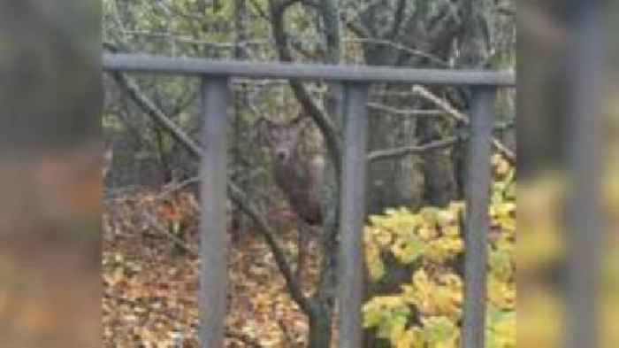 Stag shot dead by police in school grounds