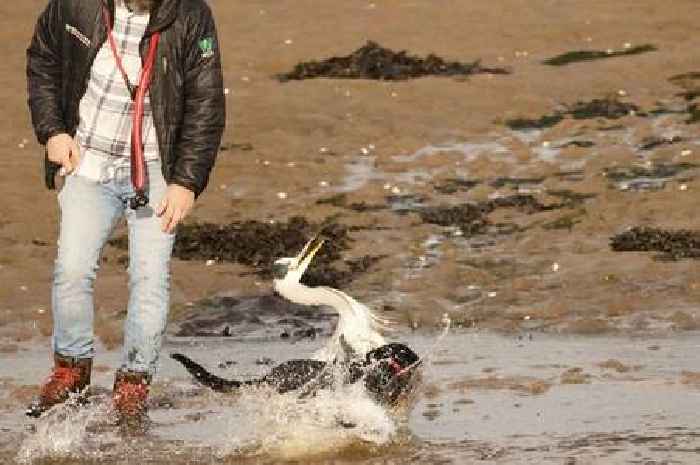 Dog terrorises wild heron on Scots beach as owner watches on