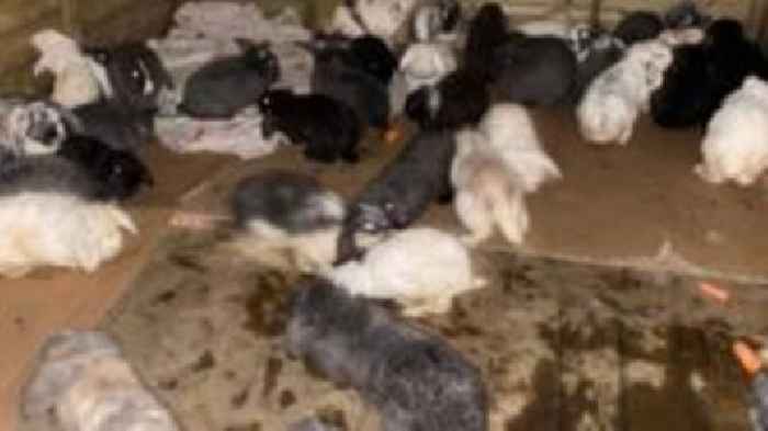 Dozens of rabbits found dead or dying in field