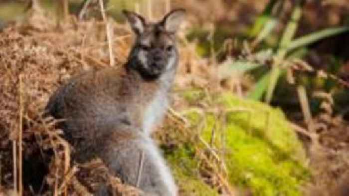 Survey shows wild wallaby population likely 1,000