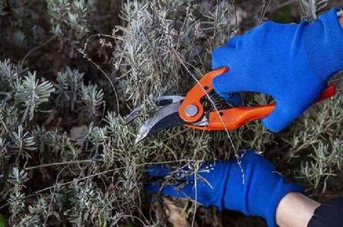 Gardening expert names winter 'golden rule' to remember for flourishing lavender