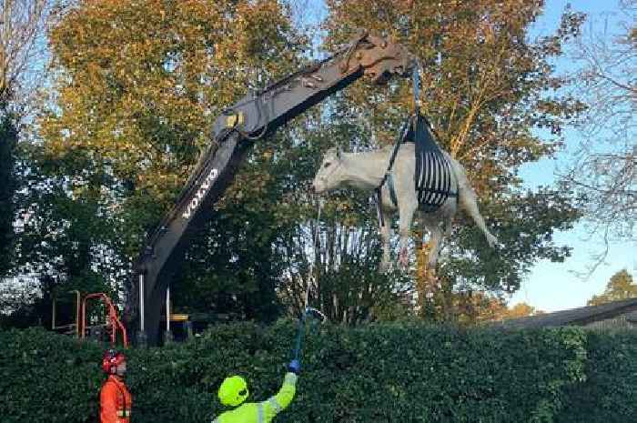 Pregnant cow rescued from swimming pool by fire crews