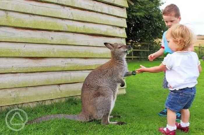 The Essex camping site among the best in England with alpacas, wallabies and a pretty pond