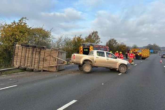 M6 mayhem as five BULLS run loose after trailer flips in crash