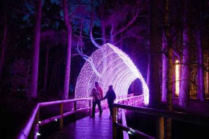 New Scottish Cairngorms treetop winter light trail announced this Christmas