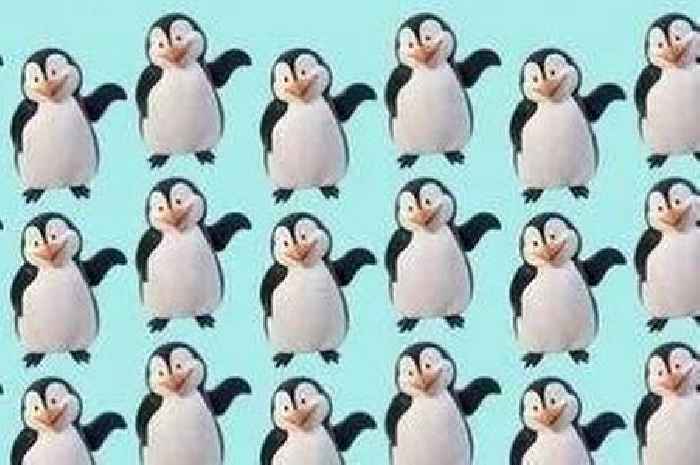 Only people with high IQs can spot the odd penguin in 15 seconds - can you do it?