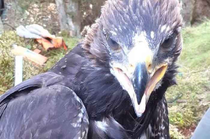 Young golden eagle suddenly vanishes near posh Scots hunting estates