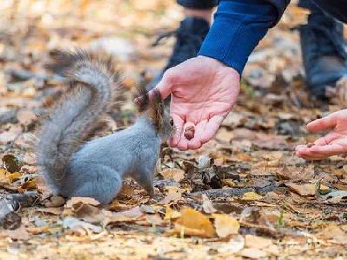 Binance and CoinW listing send Peanut the Squirrel (PNUT) into top 100 cryptocurrencies