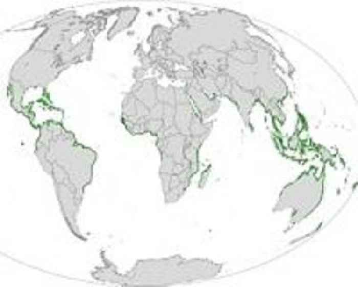 Drowning mangroves in Maldives signal global coastal risk