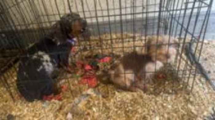 Puppies found in cages at suspected chop shop