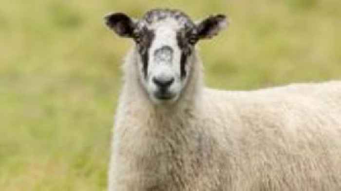 Dog owners served with notices after sheep attacked