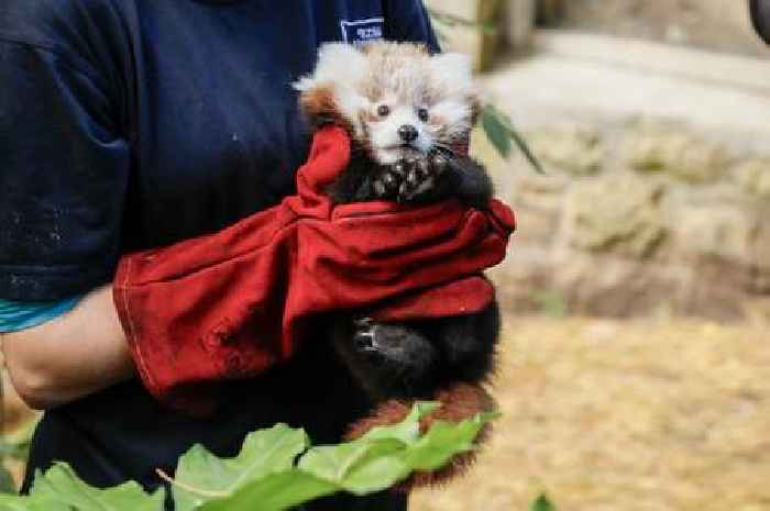 Firework ban call after baby red panda dies of fear at zoo