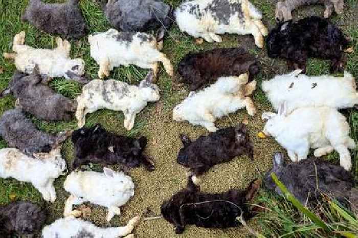 RSPCA urgent investigation after 80 rabbits dumped in woods